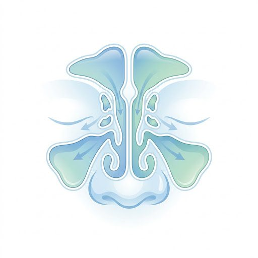 Diagram of the nasal passages and sinuses showing airflow